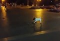 Собака катается на скейт-борде по Дерибасовской в Одессе