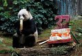 Гигантская панда Jia Jia, которая празднует своей день рождения в Оушен Парк (Гонконг). К 37 годам для панды приготовили праздничный торт из льда и овощей. Jia Jia стала самой долгоживущей пандой в неволе