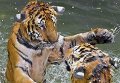 День тигра: жизнь полосатых хищников
