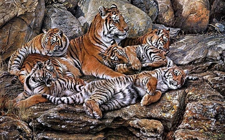 День тигра: жизнь полосатых хищников