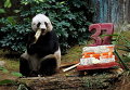 Гигантская панда Цзя Цзя ест бамбук рядом с ее тортом из льда и овощей в Ocean Park в Гонконге