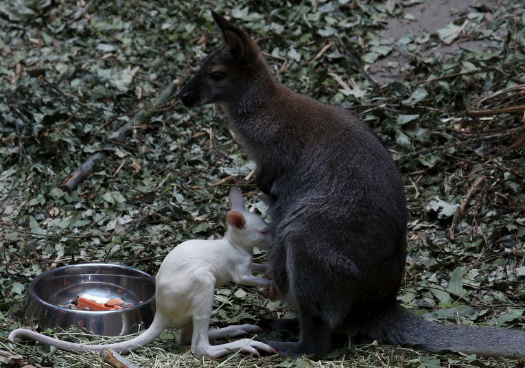 Семимесячный кенгуру рядом со своей мамой в Hong Kong Ocean Park в Китае