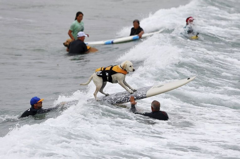 В США на калифорнийском Империал-Бич прошли соревнования по серфингу среди собак. Животные демонстрировали умение покорять волну