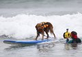 Собачий серфинг в Калифорнии