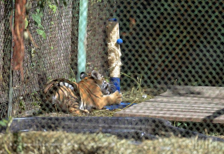 Тигрята в Киевском зоопарке