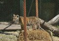 Тигрята в Киевском зоопарке