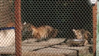 В Киевский зоопарк вернули двух тигрят, которых ранее отлучили от матери