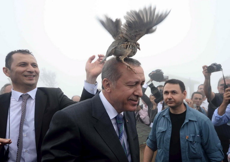 Тетерев на голове у президента Турции Тайипа Эрдогана во время его посещения центра Министерства лесного и водного хозяйства в Ризе, Турция