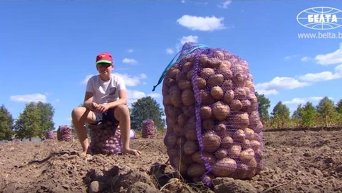 Лукашенко с сыном собрали урожай картошки