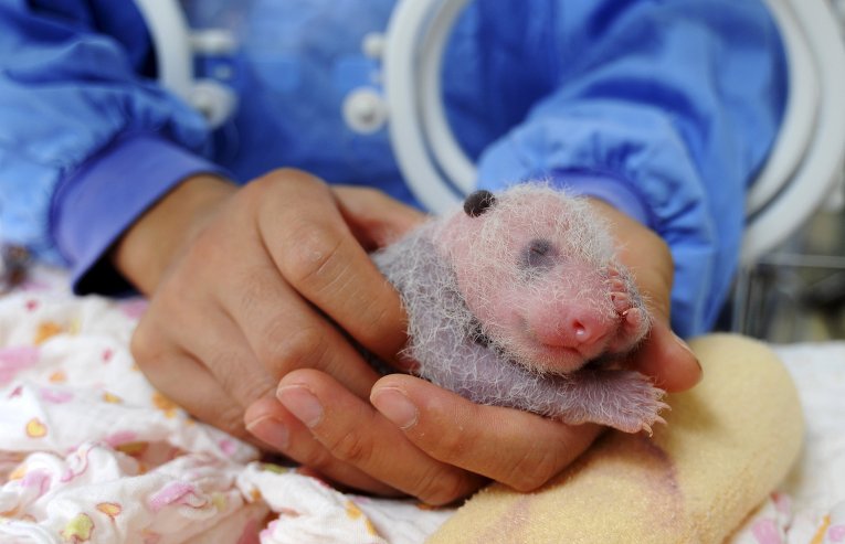 В Китае новорожденного детеныша панды поместили в инкубатор