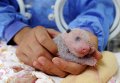 В Китае новорожденного детеныша панды поместили в инкубатор