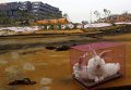 В Китае животных перемещают в безопасное место, чтобы оградить от последствий взрыва в Тяньцзынь