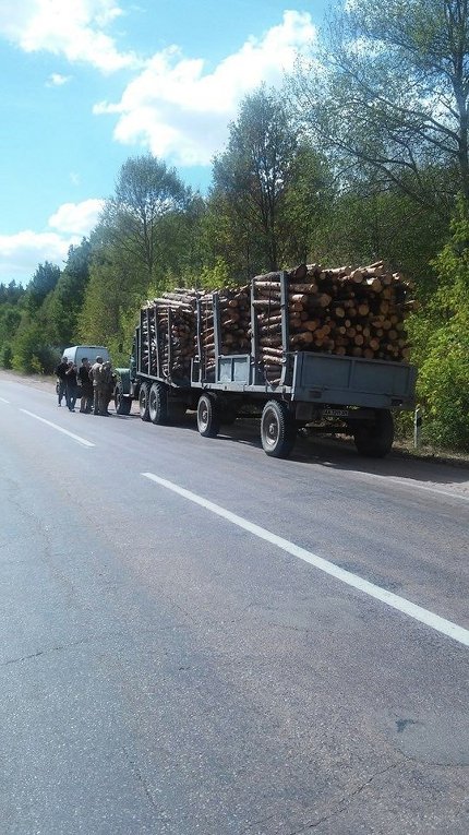 Незаконная вырубка леса в Житомирской области