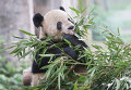 Панда. Архивное фото