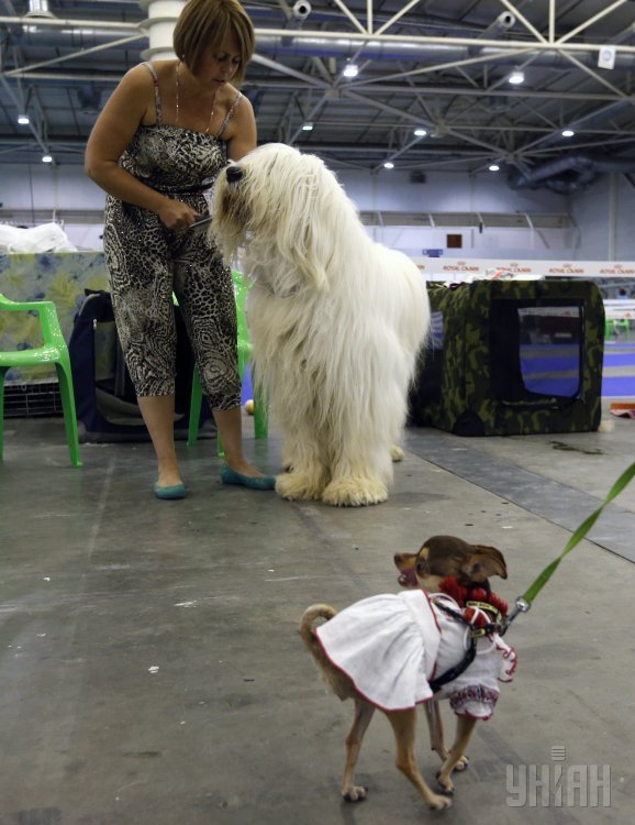 Международная выставка собак всех пород в Киеве