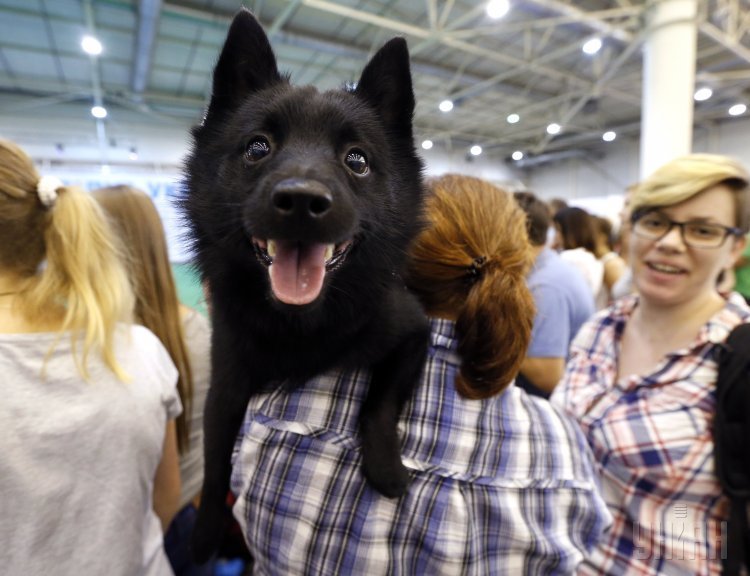 Международная выставка собак всех пород в Киеве