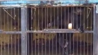Спасение медведя в затопленном зоопарке Уссурийска