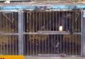 Спасение медведя в затопленном зоопарке Уссурийска