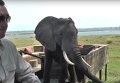 В Зимбабве слон набросился на туристов в национальном парке. Видео