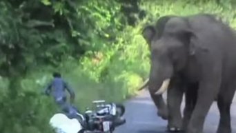 Слон напал на мотоциклиста в Индии. Видео