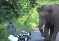 Слон напал на мотоциклиста в Индии. Видео