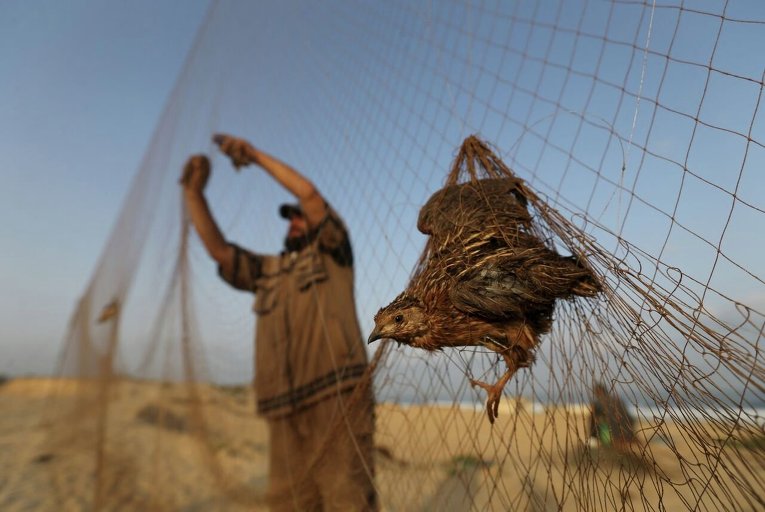 Палестинец ставит сети для ловли перепелов в Секторе Газа