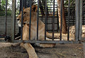 Животные из частного зоопарка. Лев. Архивное фото