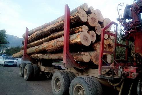 На Закарпатье продолжают незаконно рубить лес.