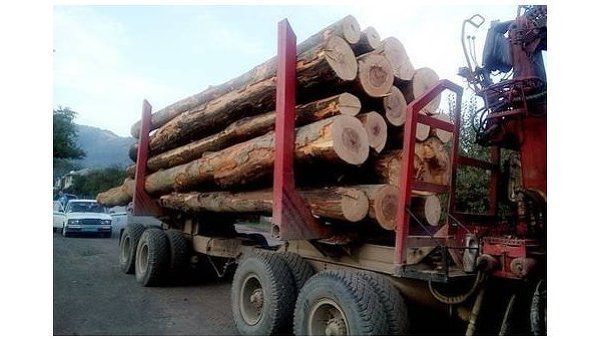 На Закарпатье продолжают незаконно рубить лес.