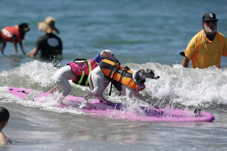 Седьмой ежегодный конкурс Surf City Surf Dog
