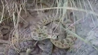 Американец попытался снять на камеру гнездо гремучих змей. Видео