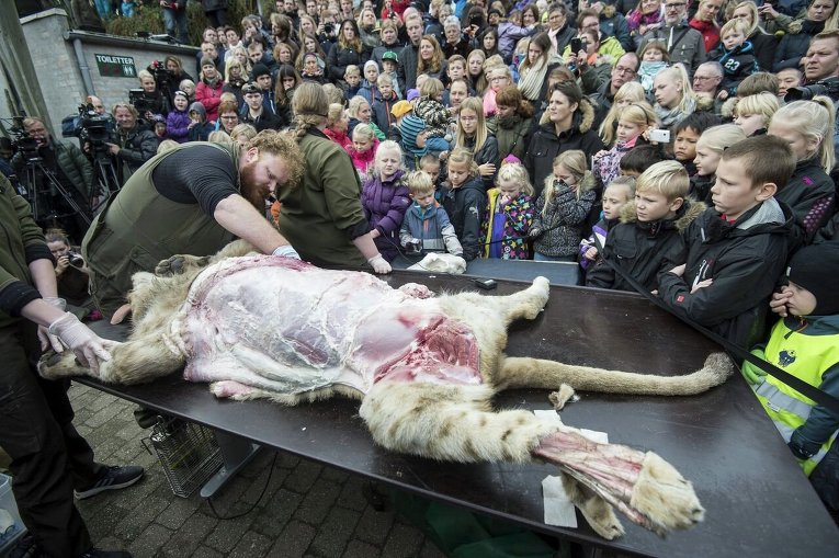 Вскрытие льва в зоопарке Дании.