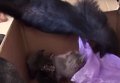 В США 44-летняя горилла усыновила двух котят. Видео