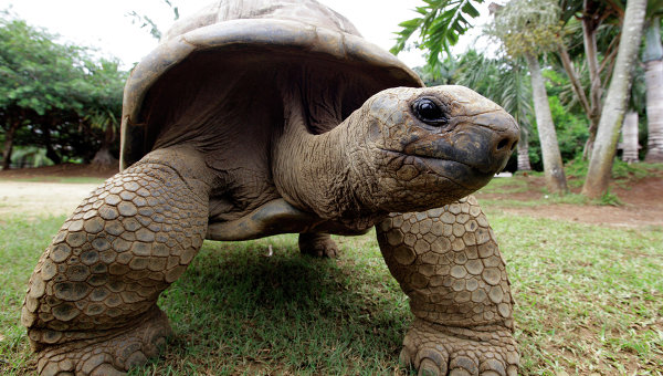 Гигантская черепаха. Архивное фото