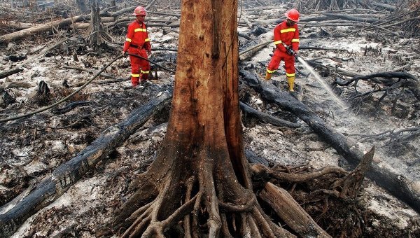 Лесные пожары в Индонезии