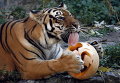 Тигр ест тыкву во время празднования Хэллоуина в зоопарке в Киеве