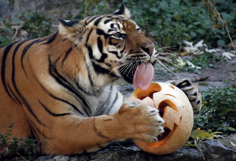 Звери отмечают Хэллоуин в Киевском зоопарке