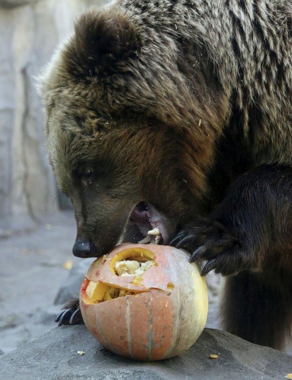 Звери отмечают Хэллоуин в Киевском зоопарке