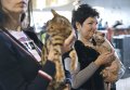 Международная выставка породистых кошек в Киеве