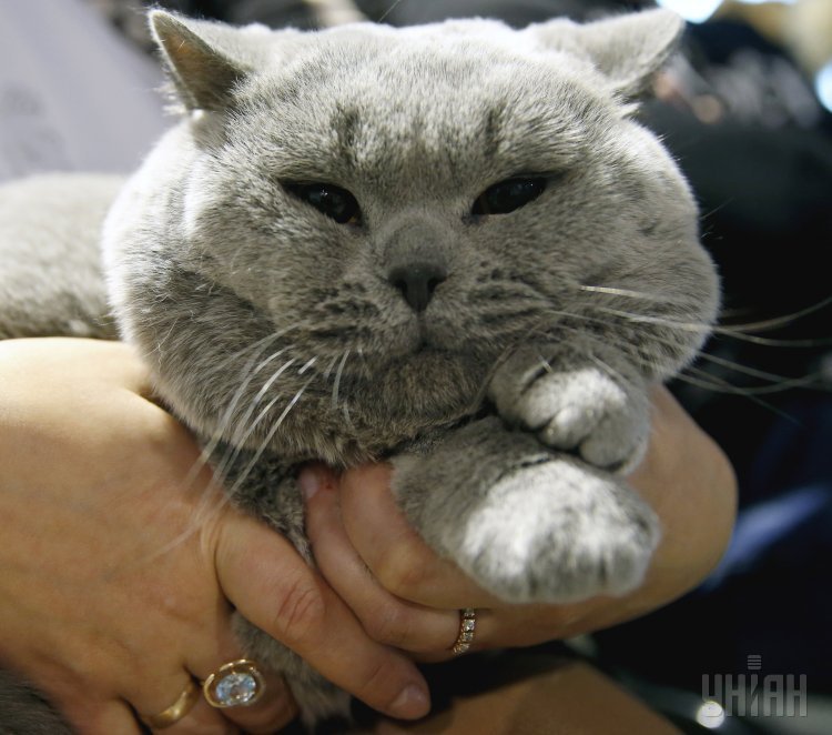 Международная выставка породистых кошек в Киеве