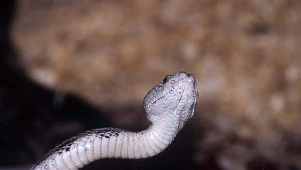 Змея. Архивное фото