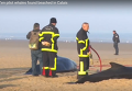 На побережье Франции выбросилась семья из десяти китов